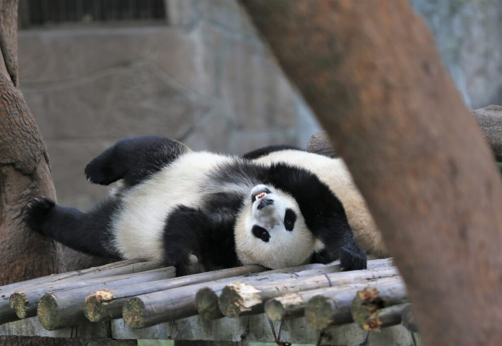 Playful Panda Lounging on Logs | Relaxed & Humorous Nature Wallpaper