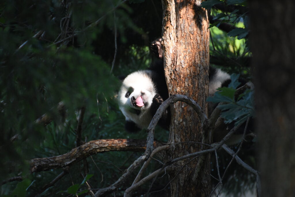 Playful Panda Sticking Tongue Out in Lush Green Background Wallpaper