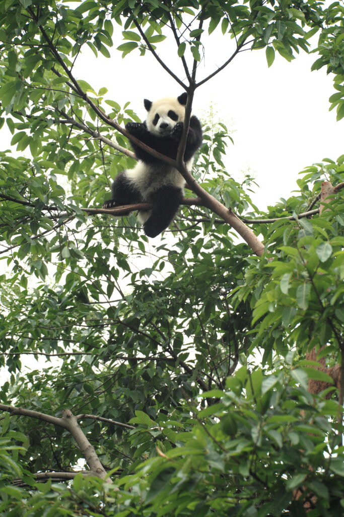 Playful Panda in Tree: Charming High-Res Wallpaper Background