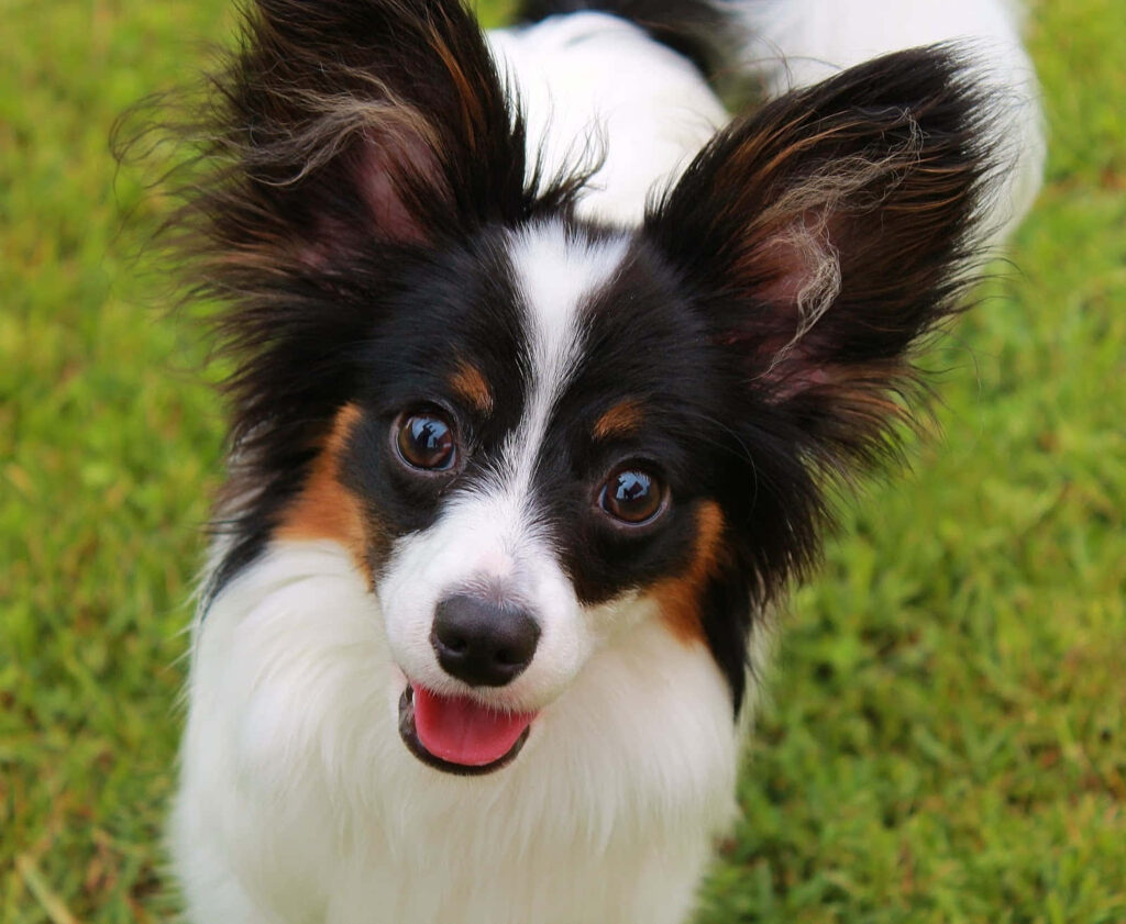 Playful Papillon Dog Close-Up: Fluffy Ears & Tongue Out in Green Wallpaper
