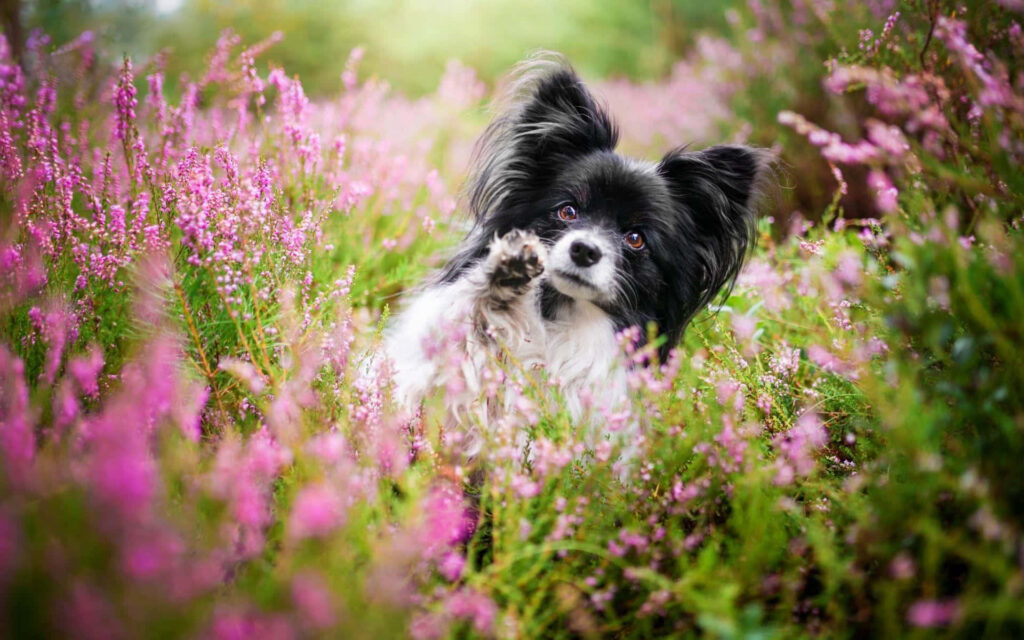 Vibrant Papillon Dog Exploring Blooming Pink Flower Field Wallpaper