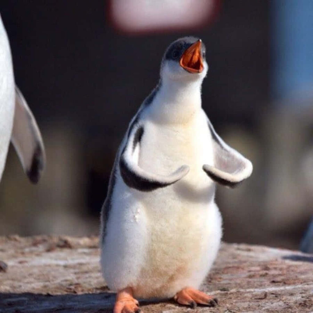 Adorable Penguin Wallpaper: Playful Fluffy Charm and Lively Vibe