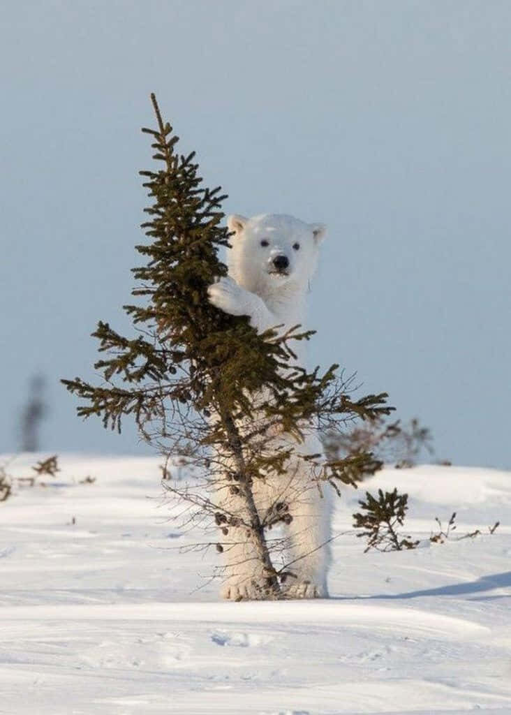 Playful Polar Bear Cub Behind Snowy Tree in Frosty Landscape Wallpaper