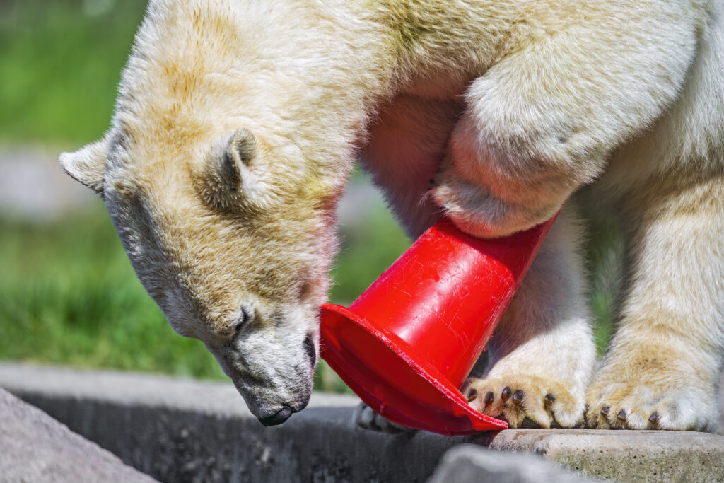 Playful Polar Bear with Red Cone - High-Res Nature Wallpaper