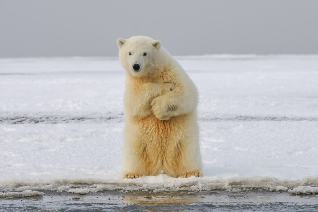 Playful Polar Bear on Ice Floe - Humorous Arctic Wallpaper