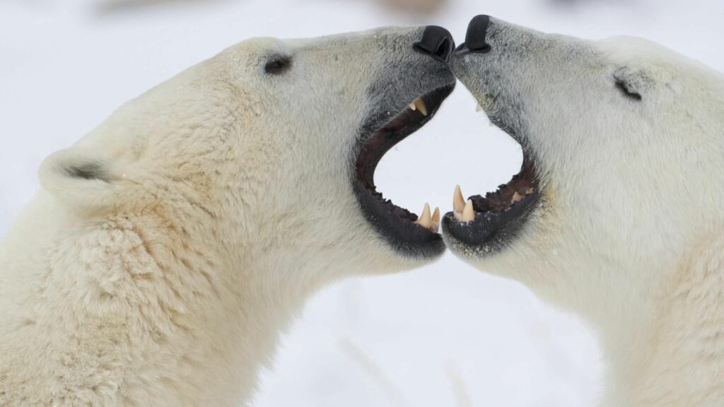 Playful Polar Bears in Snowy Background - 1920x1080 Wallpaper