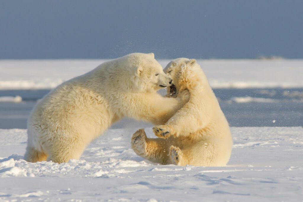 Heartwarming Polar Bears in Snowy Landscape Wallpaper Background