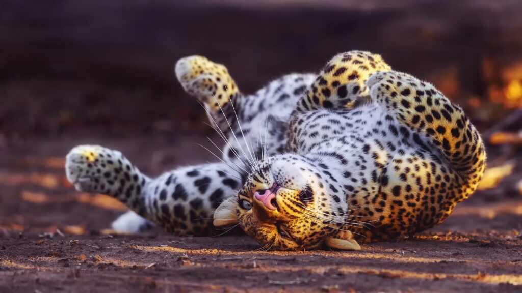 Fierce Predator Finds Joy: Stunning 4K Wallpaper of a Playful Cheetah in its Natural Habitat