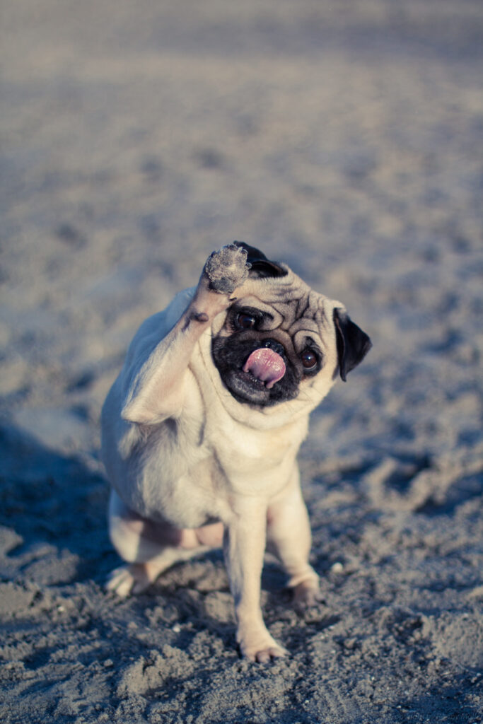 Playful Pug Wallpaper: Funny Pose on a Sandy Beach Background