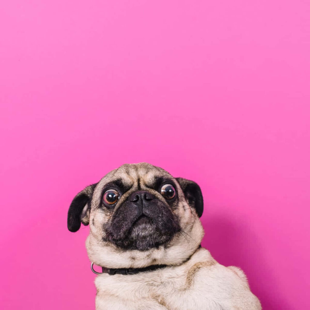 Cheerful Pug Wallpaper: Humorous Face on Vibrant Pink Background
