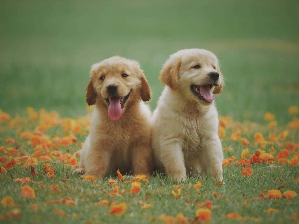 Adorable Puppies Play in Vibrant Orange Flowers | Spring Scene Wallpaper