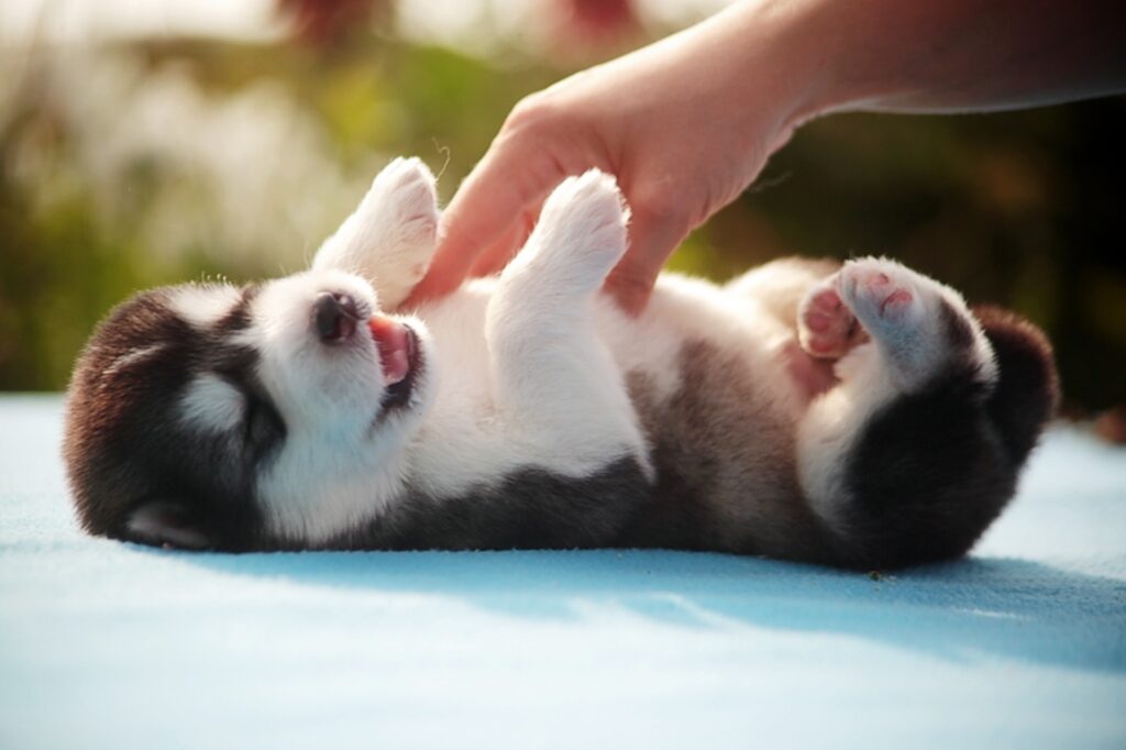 Playful Puppy Enjoying Belly Tickles - Heartwarming Wallpaper