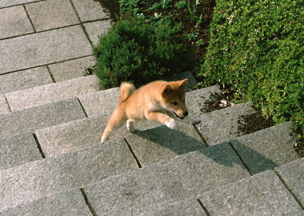 Playful Puppy Leaping Up Stone Steps in Lush Greenery Wallpaper