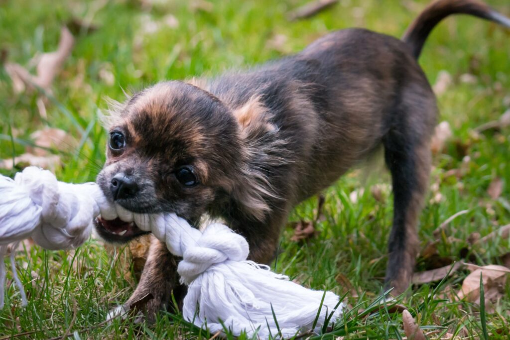 Playful Puppy Tugging Rope on Lush Green Grass Wallpaper