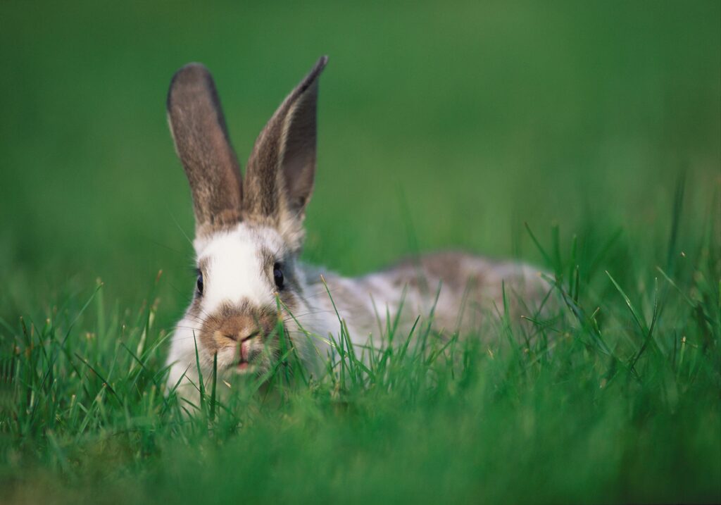 Playful Rabbit Peeking Through Lush Grass - Serene Nature Wallpaper