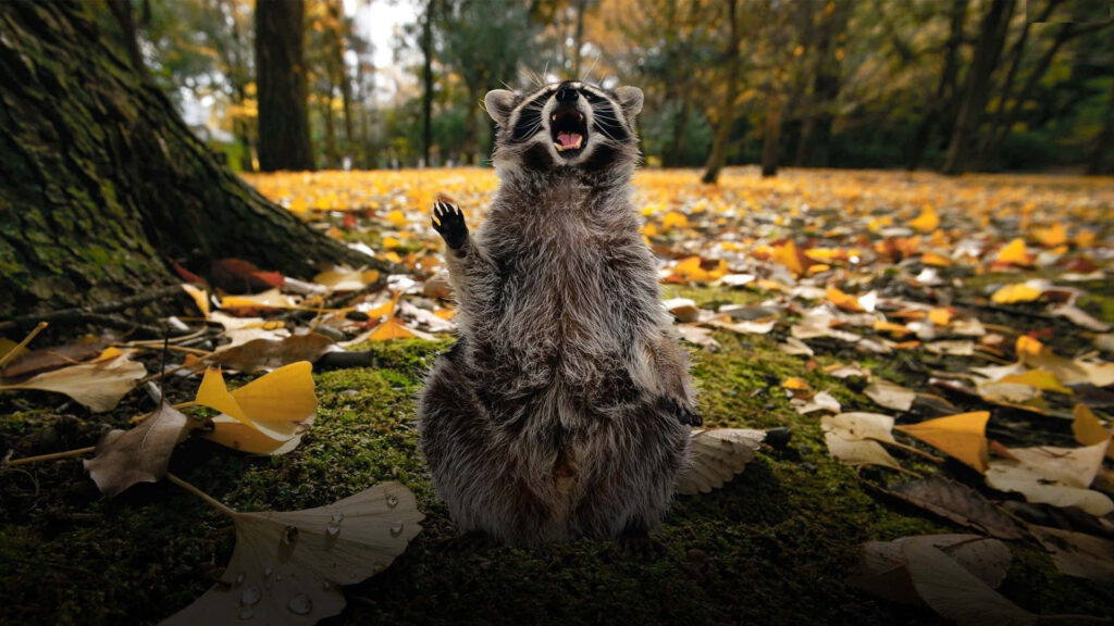 Playful Raccoon Gleefully Screams Amidst Vibrant Autumn Leaves Wallpaper