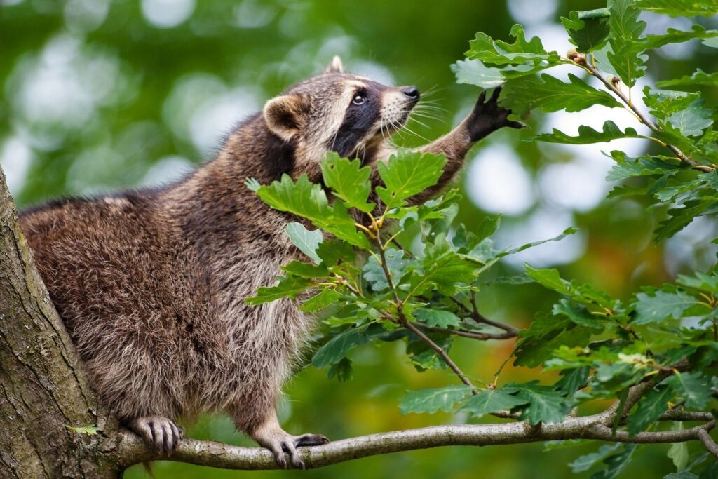 Playful Raccoon Climbing Tree Branch Amidst Lush Green Foliage Wallpaper