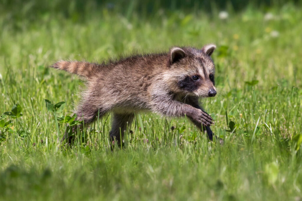 Playful Raccoon Dashing Through Lush Green Grass - Adorable Energy Wallpaper