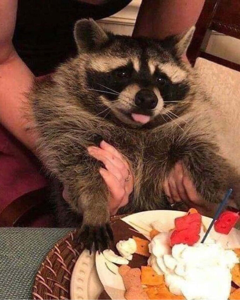 Playful Raccoon Gazes at Whipped Cream Birthday Cake - Joyful Celebration Wallpaper