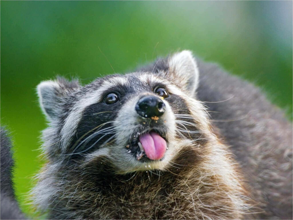 Cheeky Raccoon Wallpaper: Playful Tongue Out on Blurred Background
