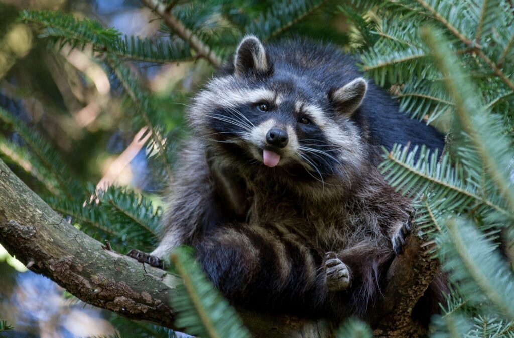 Playful Raccoon Wallpaper - Nature Scene in Lush Green Background