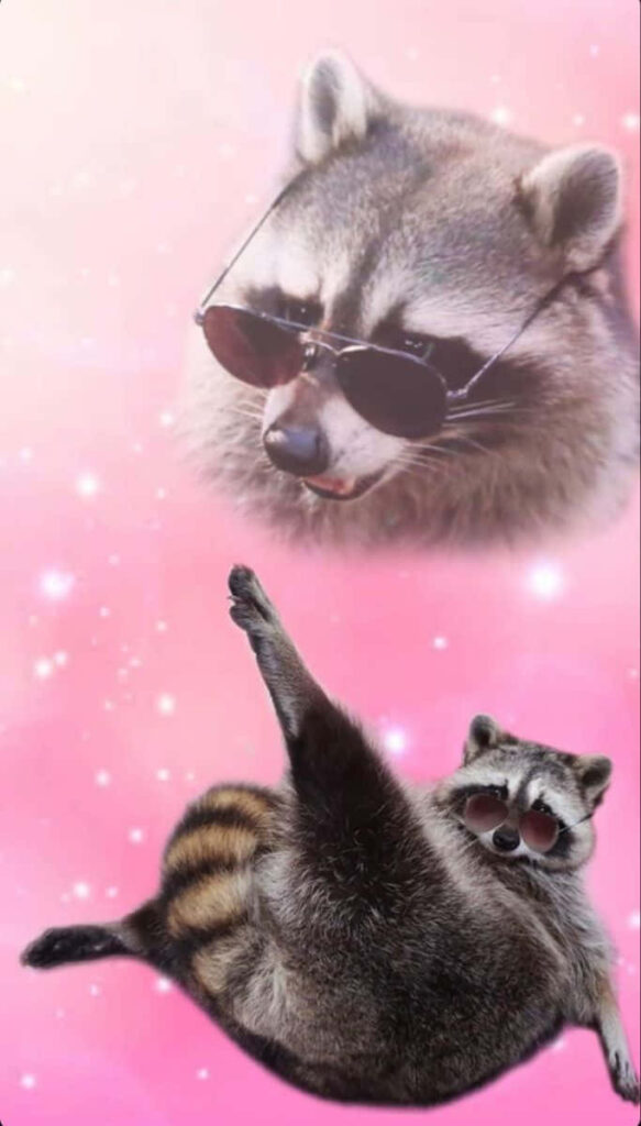 Playful Raccoon Wallpaper: Fun and Whimsical Pink Background