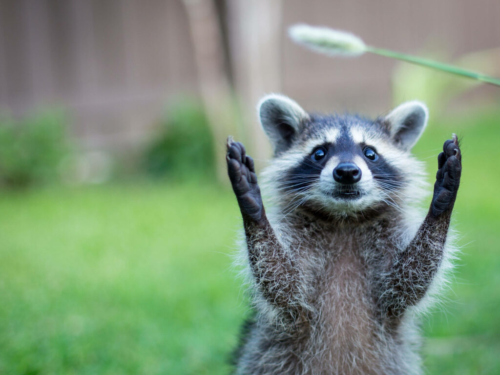 Playful Raccoon Paws Up Against Blurred Grassy Background Wallpaper