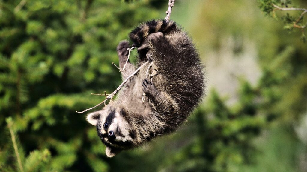 Whimsical Upside Down Raccoon Wallpaper in Lush Green Foliage