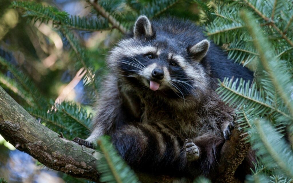Playful Raccoon on Tree Branch: Whimsical Nature Wallpaper