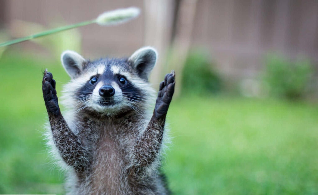 Playful Raccoon Wallpaper with Whimsical Dandelion Background