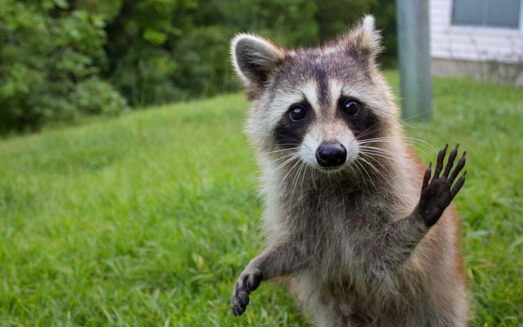 Playful Raccoon Waves Hello on Lush Green Lawn - Humorous Scene Wallpaper