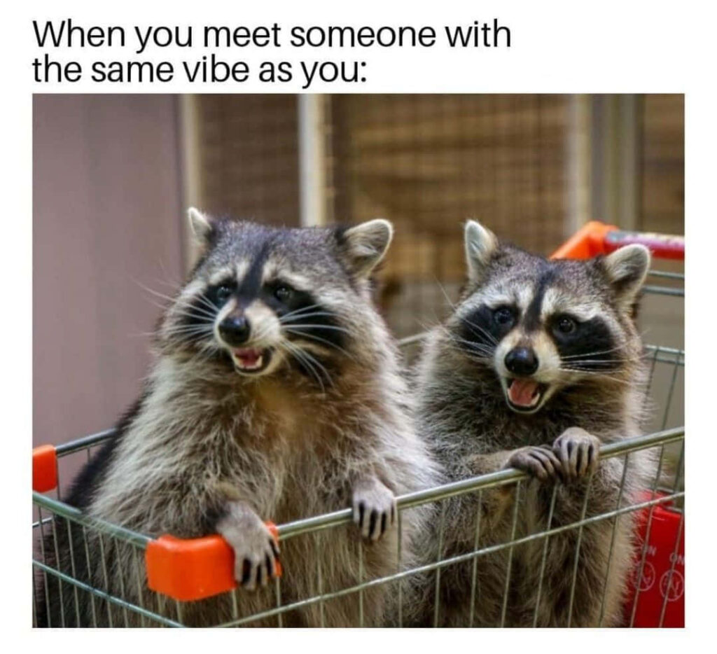 Playful Raccoons in Shopping Cart - Fun Wallpaper for Your Screen