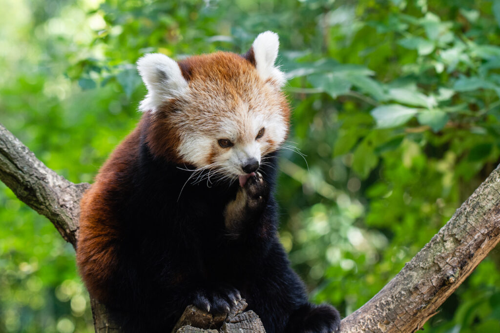 Charming Red Panda on Tree Branch in Lush Green Forest Wallpaper