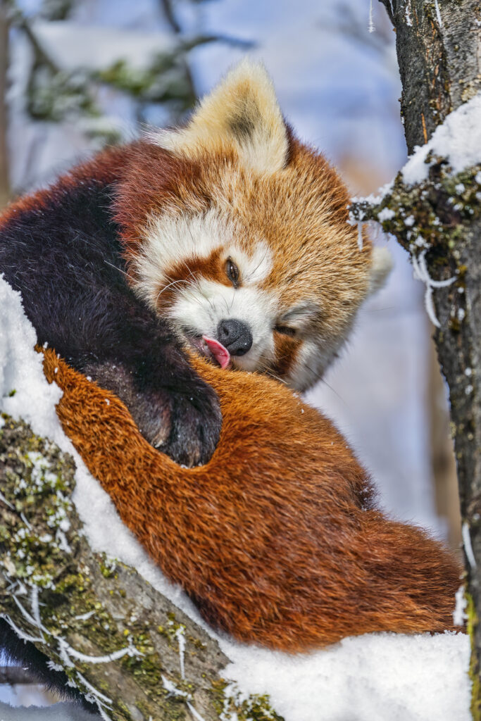 Playful Red Panda on Snowy Branch - Vibrant Winter Wonderland Wallpaper