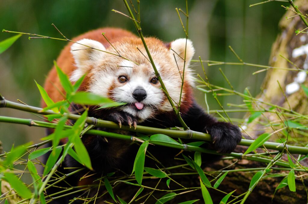 Charming Red Panda Wallpaper: Playful in Green Bamboo Background