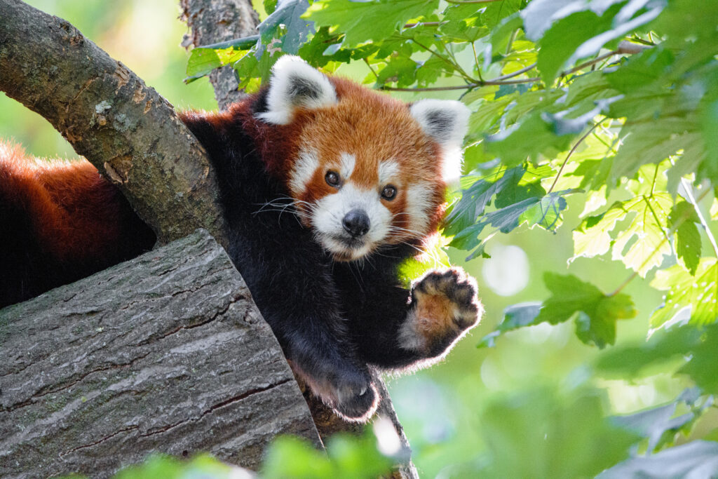Charming Red Panda Wallpaper: Lush Green Background 6000x4000