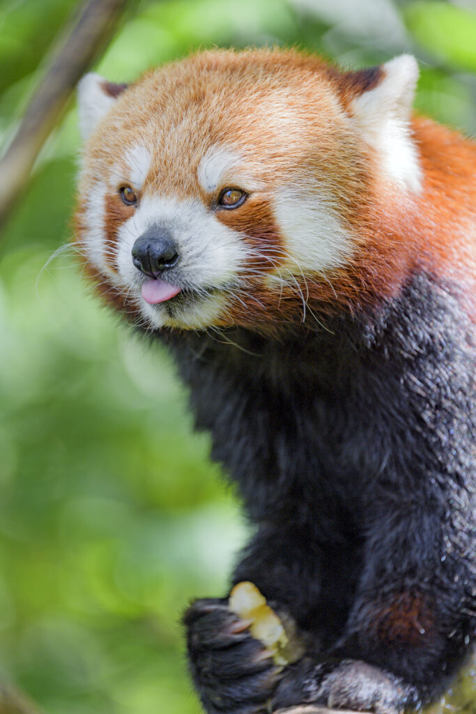 Playful Red Panda Wallpaper: Adorable & Humorous Forest Scene