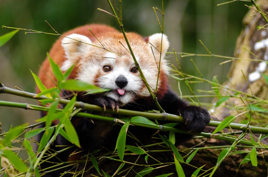 Playful Red Panda in Bamboo - Funny, Colorful Background Wallpaper