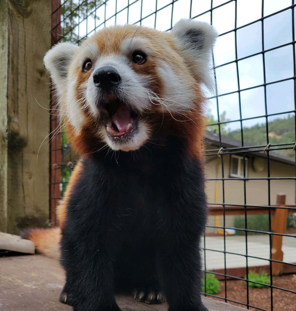Playful Red Panda on Platform: Reddish-Brown Fur & White Markings Wallpaper