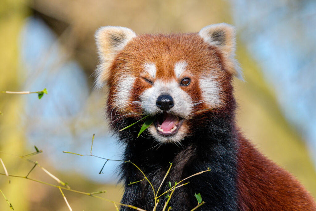 Playful Red Panda Wallpaper - Vibrant Wildlife in Lush Greenery