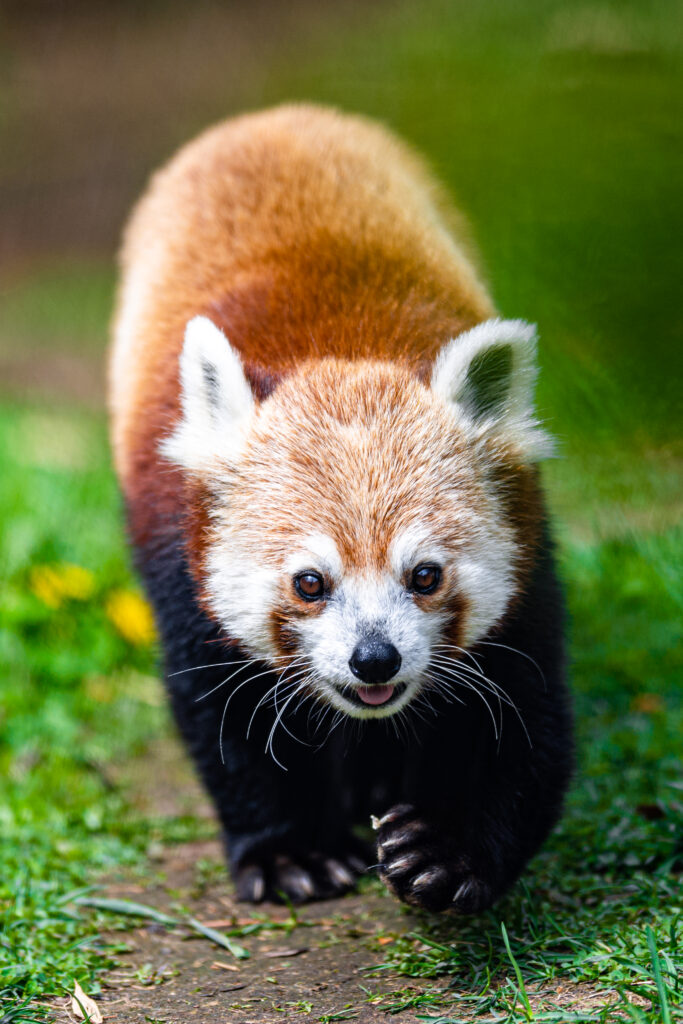 Vibrant Red Panda Wallpaper: Cute Animal Decor for Nature Lovers