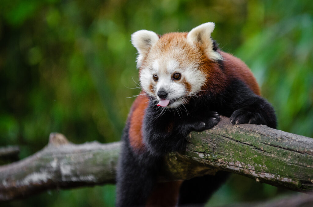 Playful Red Panda on Tree Branch with Lush Green Background Wallpaper