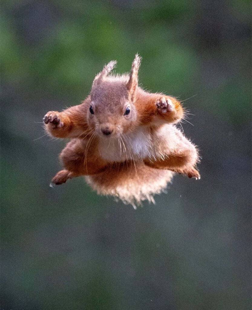 Red Squirrel Leaping: Agile Fun with Fluffy Tail in Nature Wallpaper