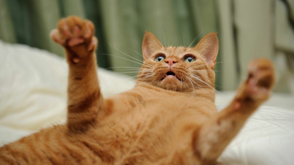 Playful Red Tabby Cat Wallpaper - 2560x1440 Amusing Background