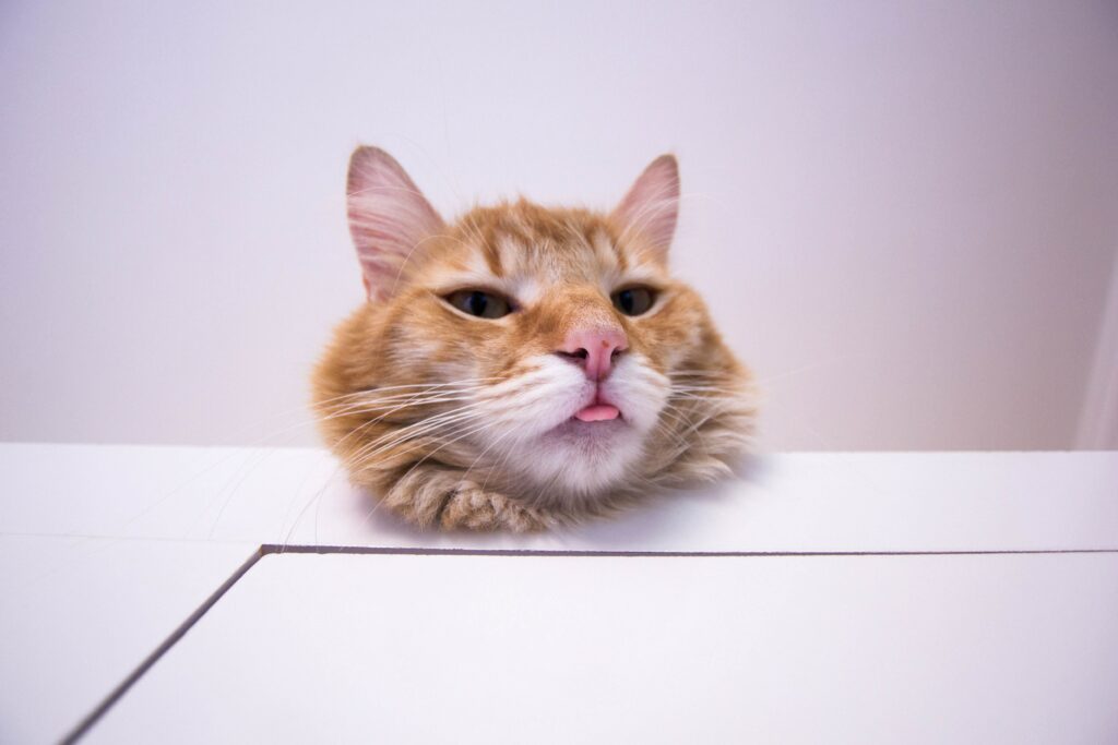 Playful Redhead Cat Wallpaper: Funny Feline Background for Cat Lovers