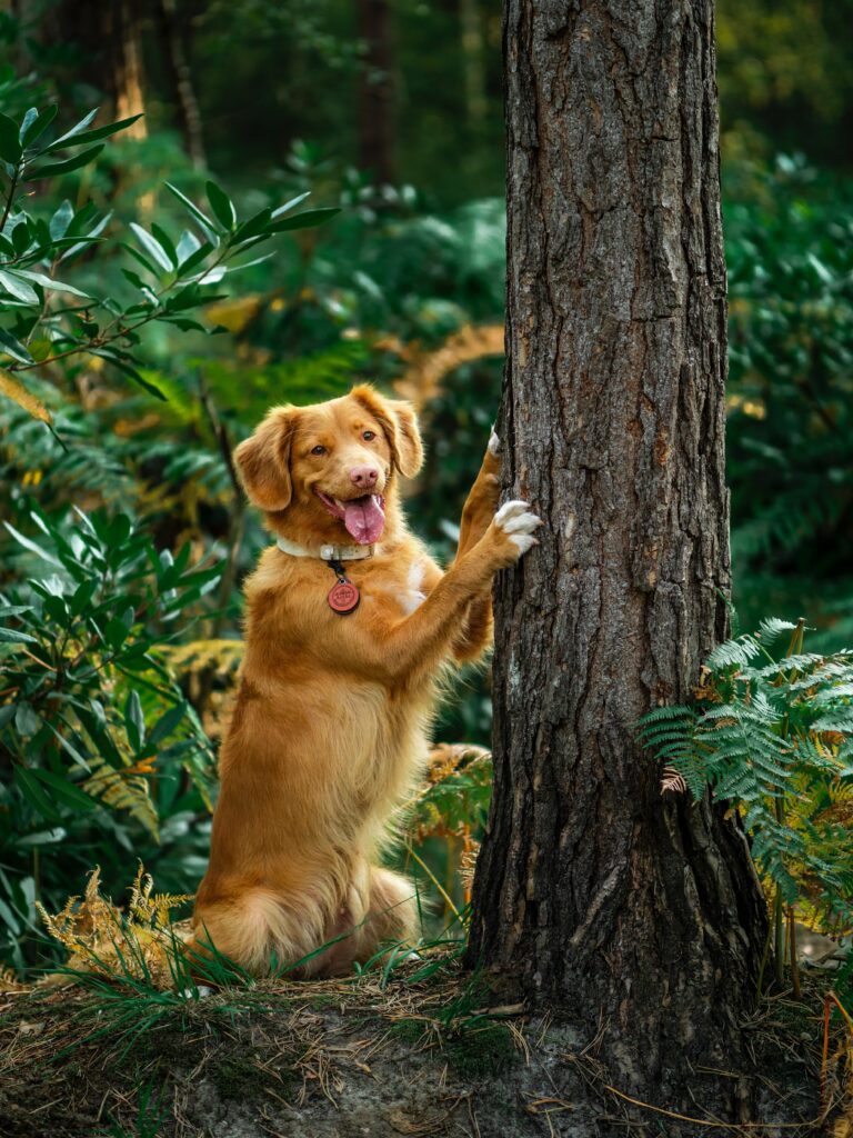 Playful Retriever in Lush Forest: Fun Dog Wallpaper Background