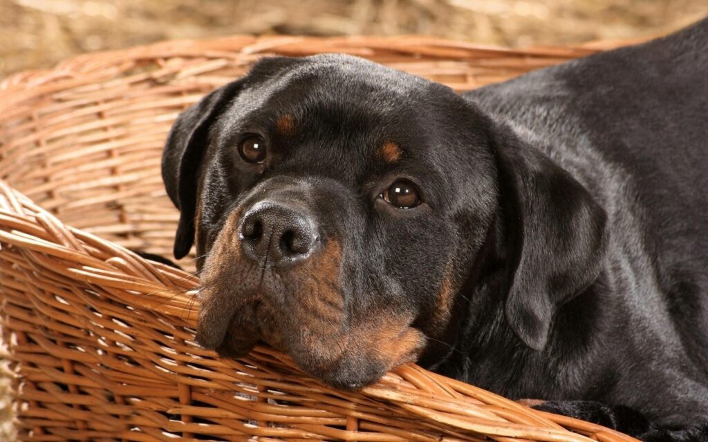 Adorable Rottweiler in Wicker Basket - Gentle Background Wallpaper
