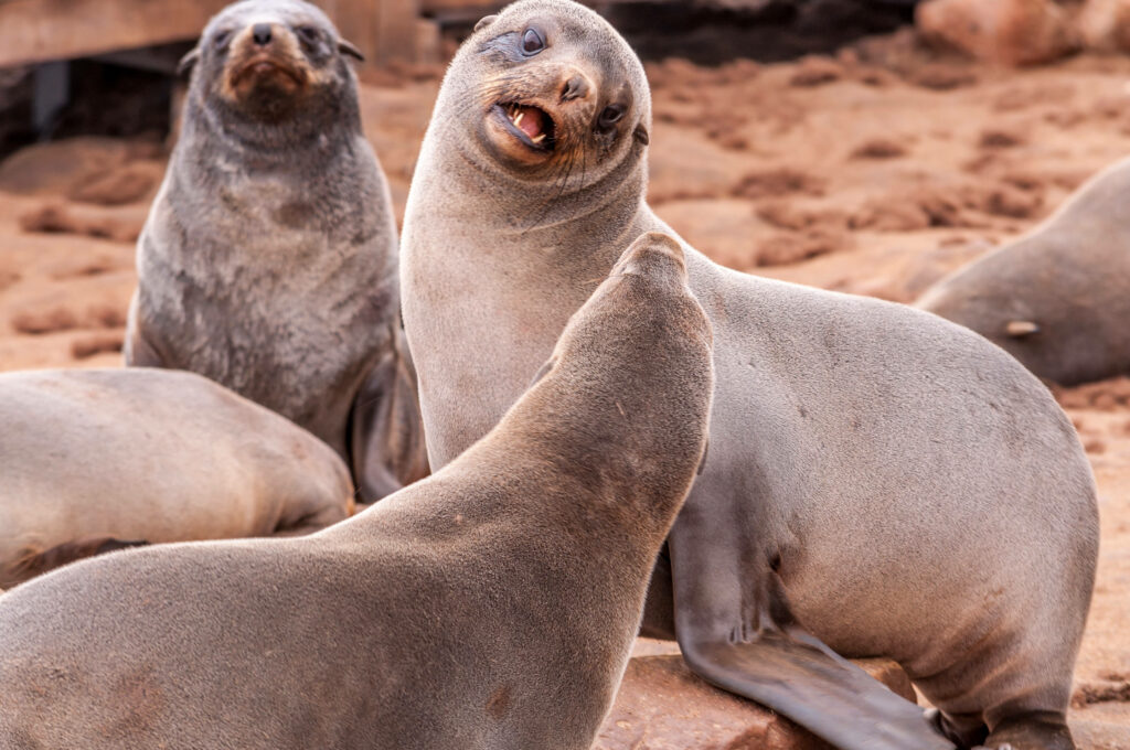 Playful Sea Lions on Sandy Beach - Humorous Marine Life Wallpaper