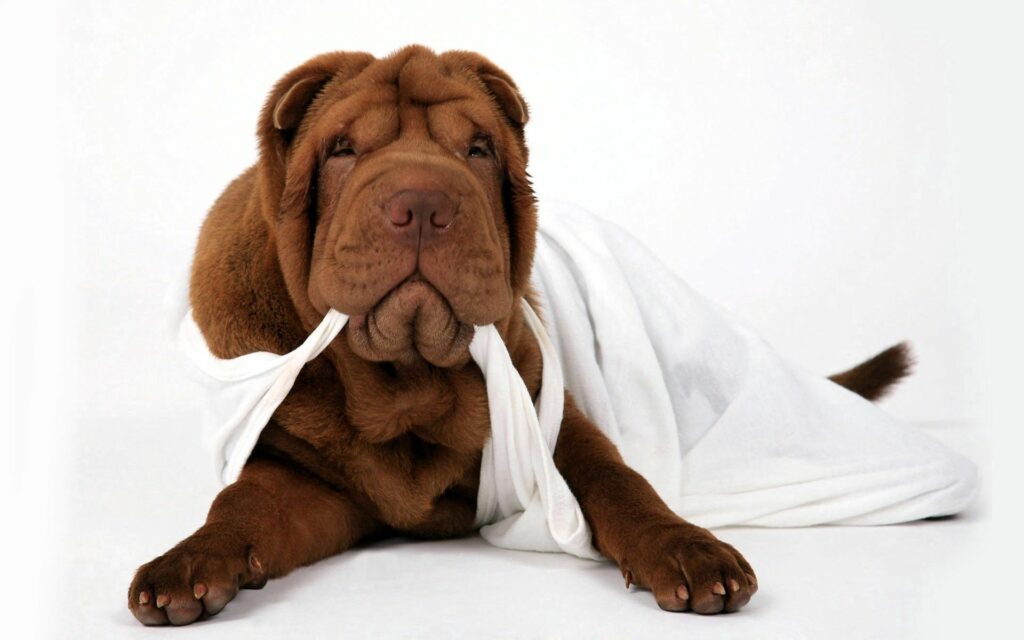 Playful Shar Pei Dog Wallpaper: Folds & Adorable Expression