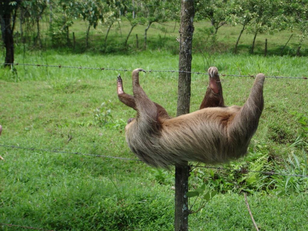 Playful Sloth Upside Down on Barbed Wire in Lush Greenery Wallpaper